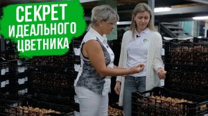 В чем секрет выбора идеальных тюльпанов и нарциссов для весны?