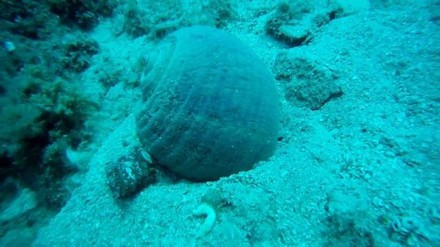 Tonna galea смотреть онлайн