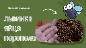 Львинка, яйца, перепела