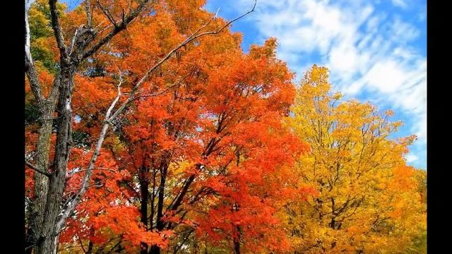 Осень; Music Sergey CHEKALIN ; Beautiful russian music смотреть онлайн