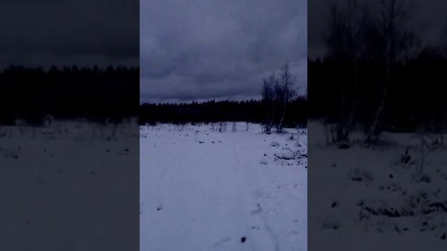 Зимний лес в сумерках смотреть онлайн