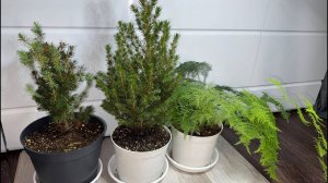 НОВОГОДНЯЯ ЕЛЬ КОНИКА в ГОРШКЕ, как пересадить, выращивать и сохранить