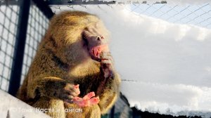 Рокки показывает чудеса ловкости - взять мясо и не наступить на снег! Анубис в шоке от крымской зимы