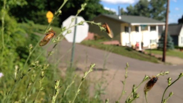 Brood 17 year Magicicada Periodical Cicadas [1080p] смотреть онлайн