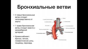Грудная аорта - анатомия сердечно-сосудистой системы (ССС)