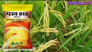 dhaan ki kheti। पान 813 मल्लिका। 90 दिन की धान वैरायटी। paddy farming India। धान की खेती