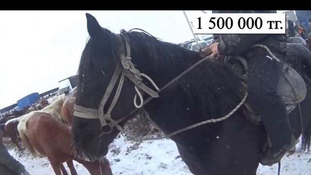 ҰЗЫНАҒАШ Мал базары 27.11.22ж. Жылқы бағалары