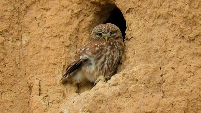 Сич хатній, Little Owl, Домовый сыч, Athene noctua смотреть онлайн