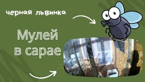 Мулей (инсектарий) в сарае