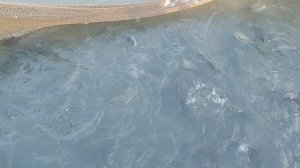 Запуск форели в акваторию 35 кг!!!