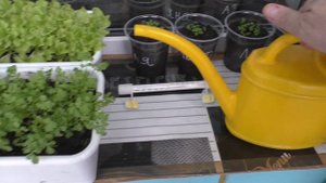 Полив зелени на лоджии зимой