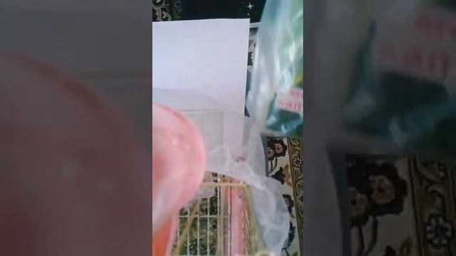 Открытие канала/Мой попугай/Стар Лайм смотреть онлайн