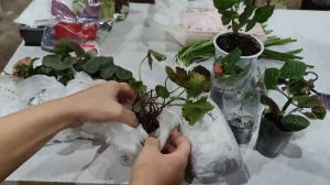 ПОСЫЛКА С НОВЫМИ РАСТЕНИЯМИ ИЗ НОВОСИБИРСКА.