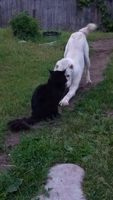 Охраняю старшего брата мейн куна Лёвочку