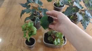 НОВАЯ ЖИЗНЬ МАТОЧНИКОВ. ЧУДО-ФИТОСПОРИН. КУПИЛА АНАЛОГ КЛАСМАННА.