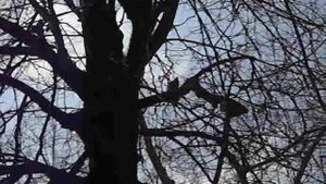 Птица трещит