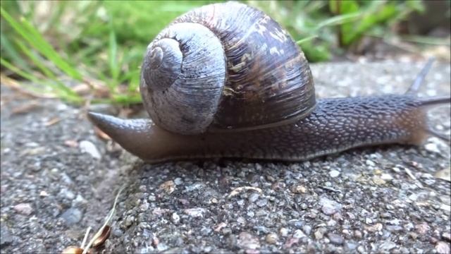 HELICIDAE cornu aspersum смотреть онлайн