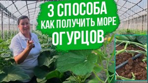 Три способа как продлить плодоношение огурцов до осени и увеличить урожай. Лучшие огурцы для теплицы