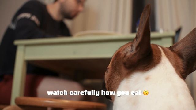 Dog Habits. What does my Mini Bull Terrier do every day? смотреть онлайн