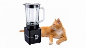 Cat in Blender | Real Footage of Cat Blender | Controversial Cat Blender Video on Twitter