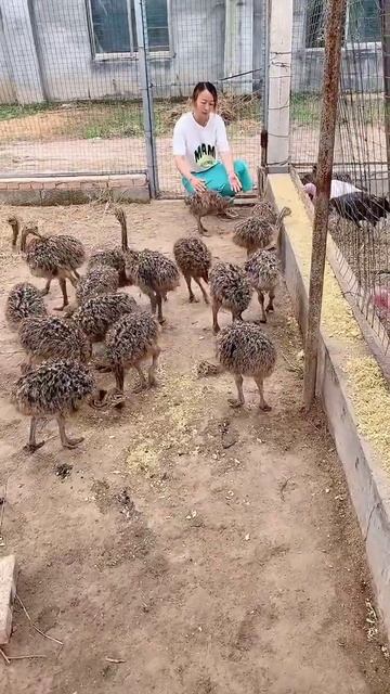 Amazing Ostriches Farm ! Happy Working at Ostriches farm  Feeding to ostriches ostrich short82