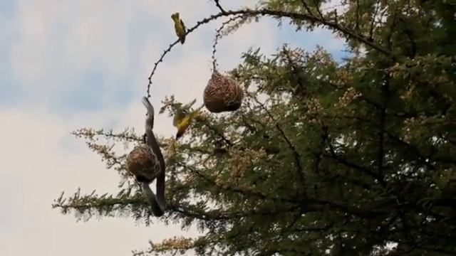 Птицы против черной мамбы
Отблагодарить:
4276 3800 4614 2027
СБЕР
#чернаямамба #змея #птицы #гнездо