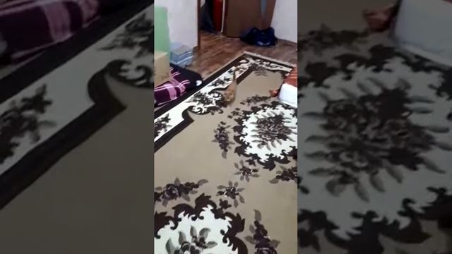 Кошка мейн кун общается смотреть онлайн