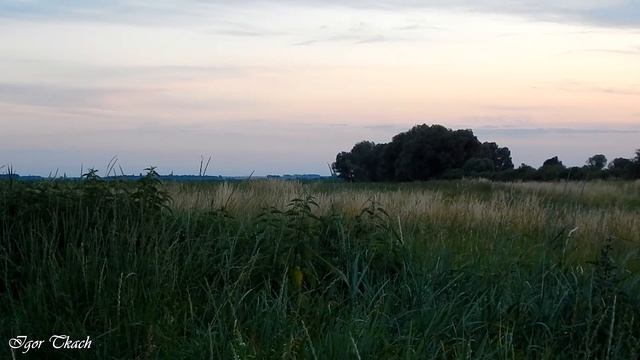 Голос (крик) деркача / Voice (call) of the Corncrake