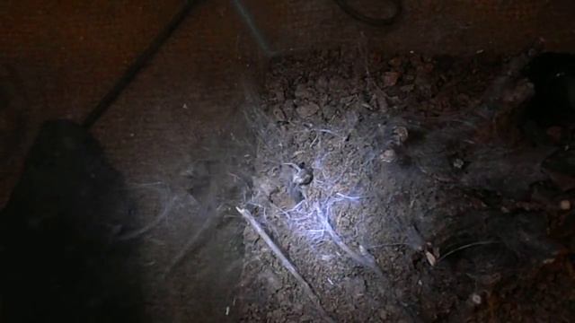 Heteroscodra maculata - Tremors смотреть онлайн