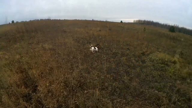 Охотился на зайца а нашел тетерева. Охота на зайца. I was hunting a hare and got into a grouse