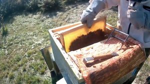 Подготовка пчёл к зимовке. Ревизия. Сентябрь 2023#пчеловодство #пасека#пчелы