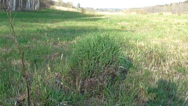 Живописная кочка и голос кукушки The scenic hillock and the voice of the cuckoo смотреть онлайн