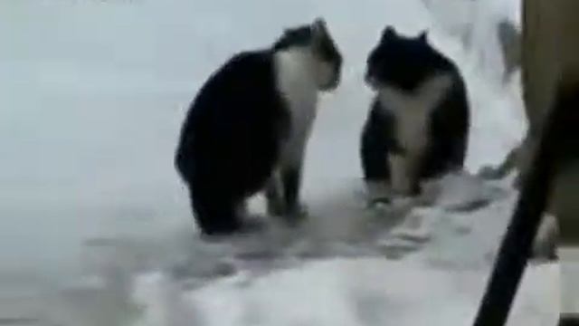 Кошачьи Бои без Правил ! Cat's Fights! Юмор! Прикол ! Смех ! смотреть онлайн