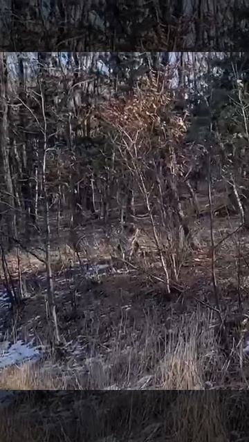 Встреча с тигром Тернейский район Приморского края смотреть онлайн