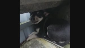 Сложный отлов собак