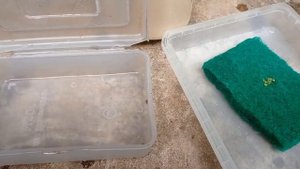 How to culture tubifex worms at home | How to grow tubifex worms | Tubifex worms culture