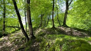 Расслабляющие пение птиц в весеннем лесу