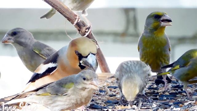 Птенец дубоноса baby hawfinch  #hawfinch #синица  #sparrow  #дубонос  #greenfinch #birdwatching