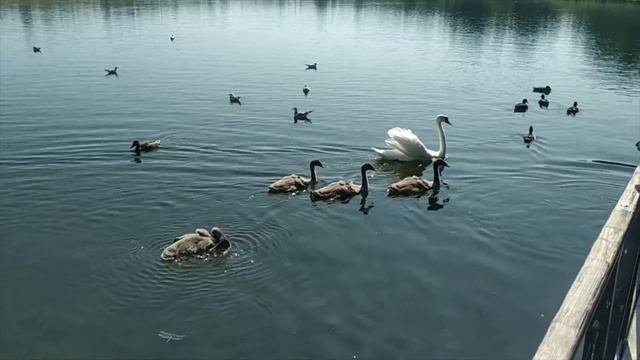 Родители Лебеди и мама Утка смотреть онлайн