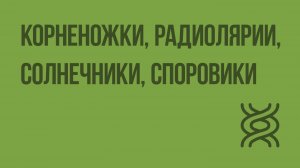 Корненожки, радиолярии, солнечники, споровики. Видеоурок по биологии 7 класс