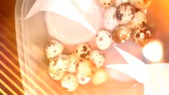 Выведение и инкубация перепелят из магазинных яиц.  1 часть.