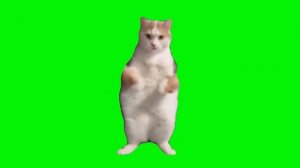 Кот танцует - мем, шаблон (Cat dancing to edm meme)