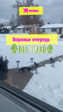 Воронья очередь