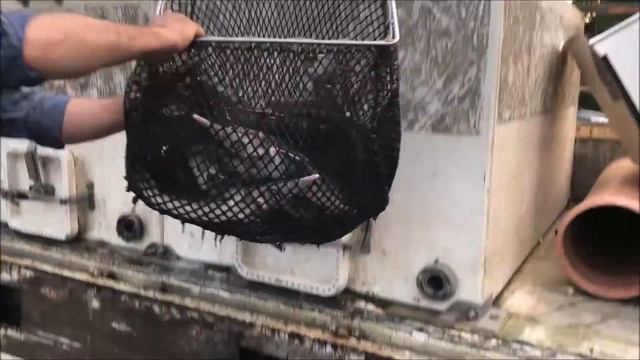 Осетр в Савельево-2 смотреть онлайн