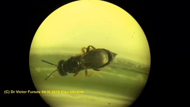 Grooming of Small Parasitoid  Lariophagus distinguendus (Chalcidoidea, Pteromalidae).