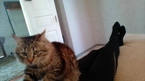 Кот Массажист
