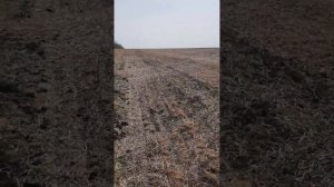 Чечевица по No-Till на Кубани. Всходы.