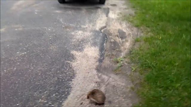 Ežiukas VilniujeЁжик в Вильнюсе