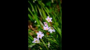 SERGEY CHEKALIN .March. Сергій Чекалін. Березень. Spring with relax music. Весна ,спокійна музика.