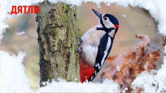 Зимуючі ПТАХИ: Снігурі, Синички, Горобчики, Дятли, Сойки, Омелюхи, Щиглики смотреть онлайн